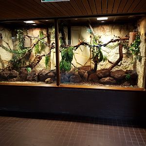 Enclosure Lesser mouse lemur