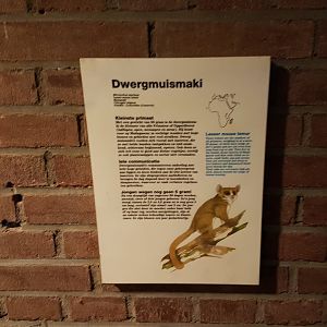 Sign Lesser mouse lemur