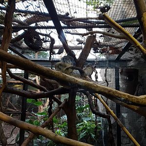 Two-toed sloth enclosure