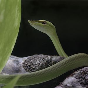 Young vine snake