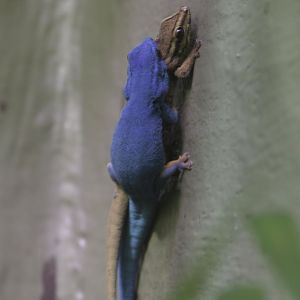 Electric blue geckos making sparks fly!