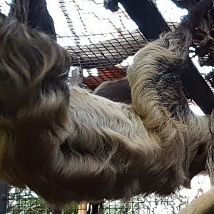 Two-toed sloth