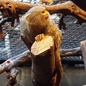 Pygmy marmoset