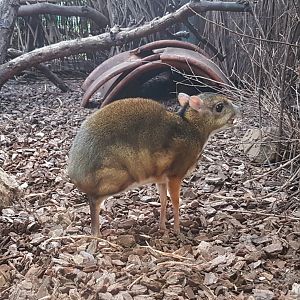 Javan mouse deer