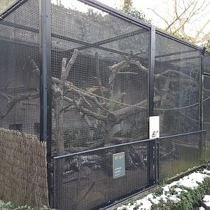 Yellow-throated marten outdoor-enclosure