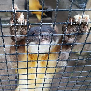 Yellow-throated marten