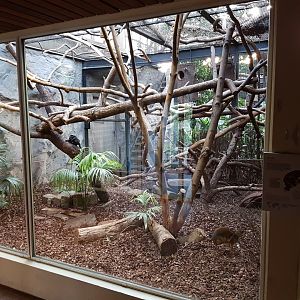 Primate - Mouse deer-enclosure