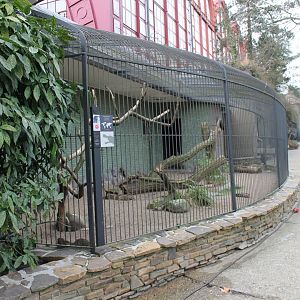 Aviary Striated caracara