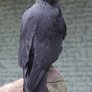 Striated caracara