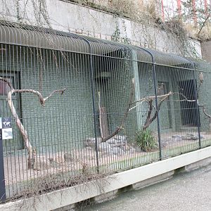 Aviary Indian eagle-owl