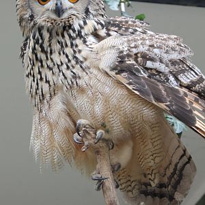Indian eagle-owl