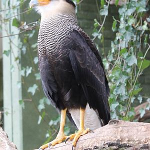 IMG_0778 Crested Caracara
