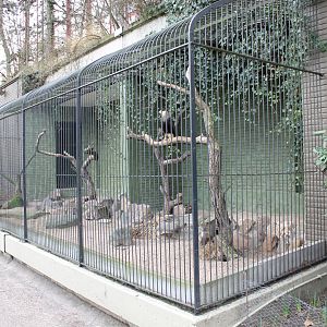 IMG_0779 Aviary Crested Caracara