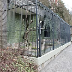 IMG_0780 Aviary Crested Caracara