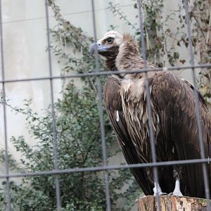 European black vulture
