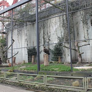 Aviary European black vulture