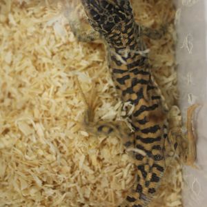 Gobi runner - Eremias przewalskii