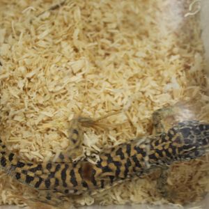 Gobi runner - Eremias przewalskii