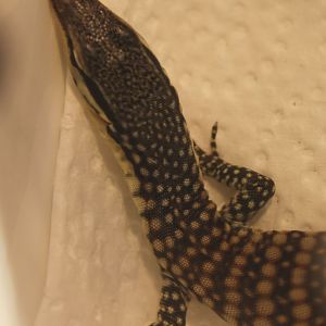 Varanus glauerti