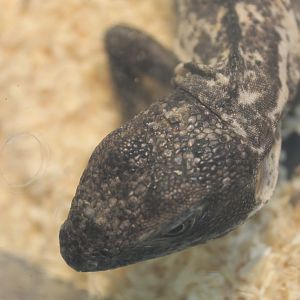 Ctenosaurus pectinata