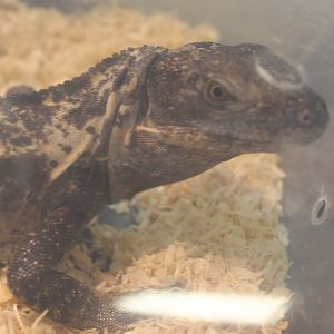 Ctenosaurus pectinata