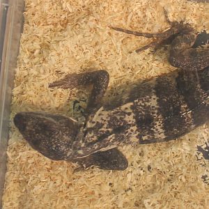 Ctenosaurus pectinata