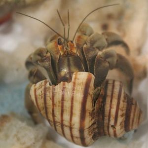 Coenobita clypeatus
