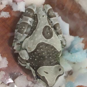 Trachycephalus resinifictrix