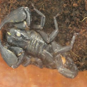 Heterometrus species