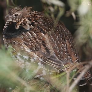 Ruffed Grouse (Bonasa umbellus), male, September 2017