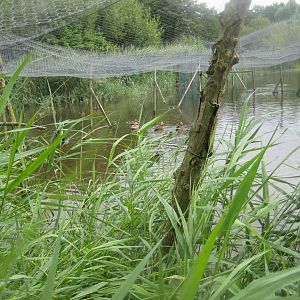Vogelpark Niendorf - Night heron aviary