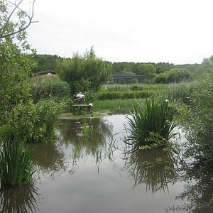 Vogelpark Niendorf - White stork exhibit