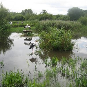 Vogelpark Niendorf - White stork exhibit