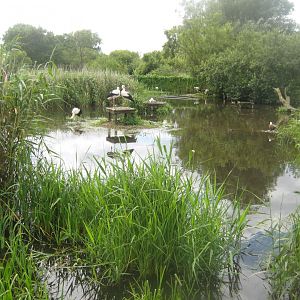 Vogelpark Niendorf - White stork exhibit