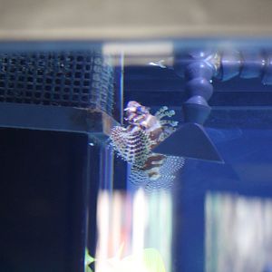 Dendrochirus brachypterus?