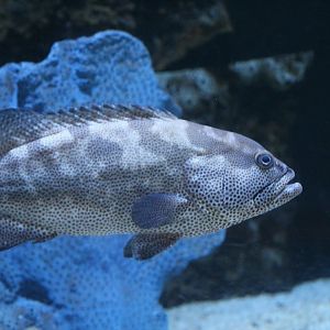 Spotted Black Grouper