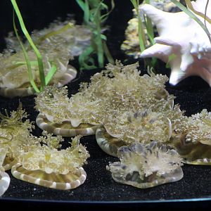 Atlantic Upside-Down Jellyfish