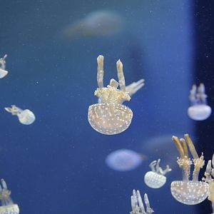 Papuan Spotted Jellyfish