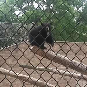 Haley the black bear.