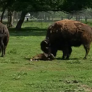 Bison calf born last summer.