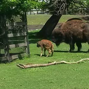 Bison calf starting to walk!