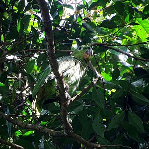 Northern Mealy Amazon parrot
