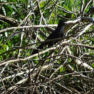 Groove-billed ani