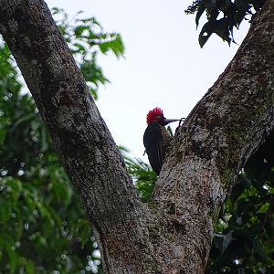 Pale-billed woodpecker