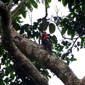 Pale-billed woodpecker