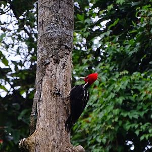 Pale-billed woodpecker