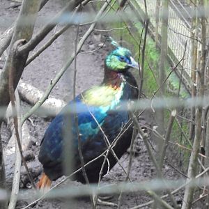 Himalayan Monal