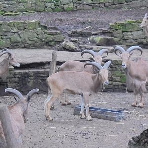 Part of Barbary Sheep group