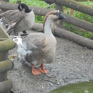 African Goose