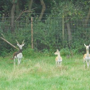 Blackbuck